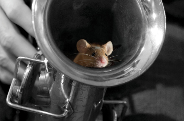 Of Mice and Music: A Jazz Nutcracker